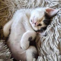 Getting a special needs kitten to his forever home