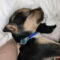 Buddy