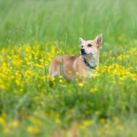 Adopt a dog