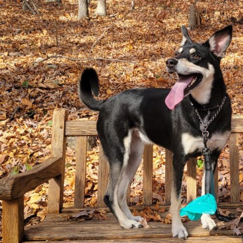 adopt a dog, beautiful together animal sanctuary