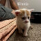 Winston