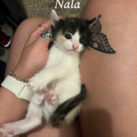 adopt a cat, Beautiful Together Animal Sanctuary